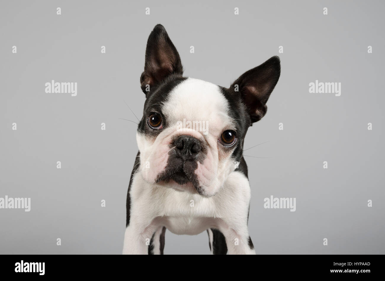 Boston Terrier - 13 mesi - maschio Foto Stock