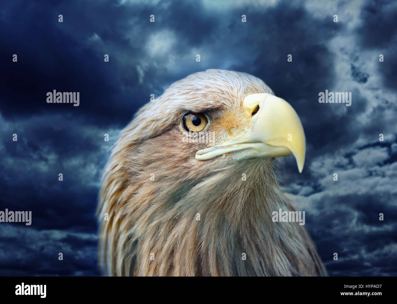 Eagle affrontare un altro sfondo tempesta Foto Stock