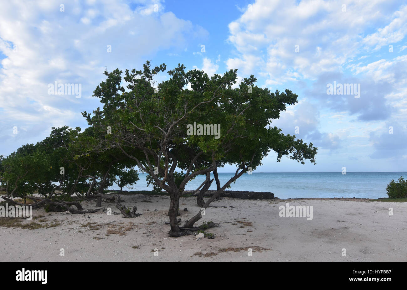 Divi di alberi che sono soffiata dal vento lungo la costa di Aruba. Foto Stock