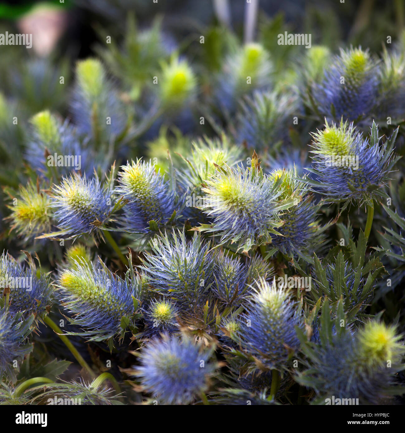 Blu impressionante Eryngium Jos Eijking - (Mare Holly) Foto Stock