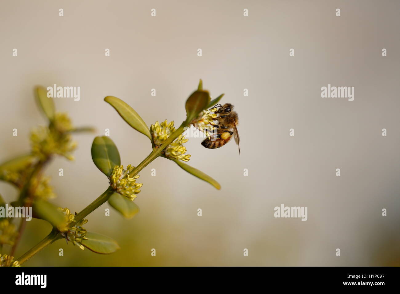 Il miele delle api e struttura di legno di bosso Foto Stock