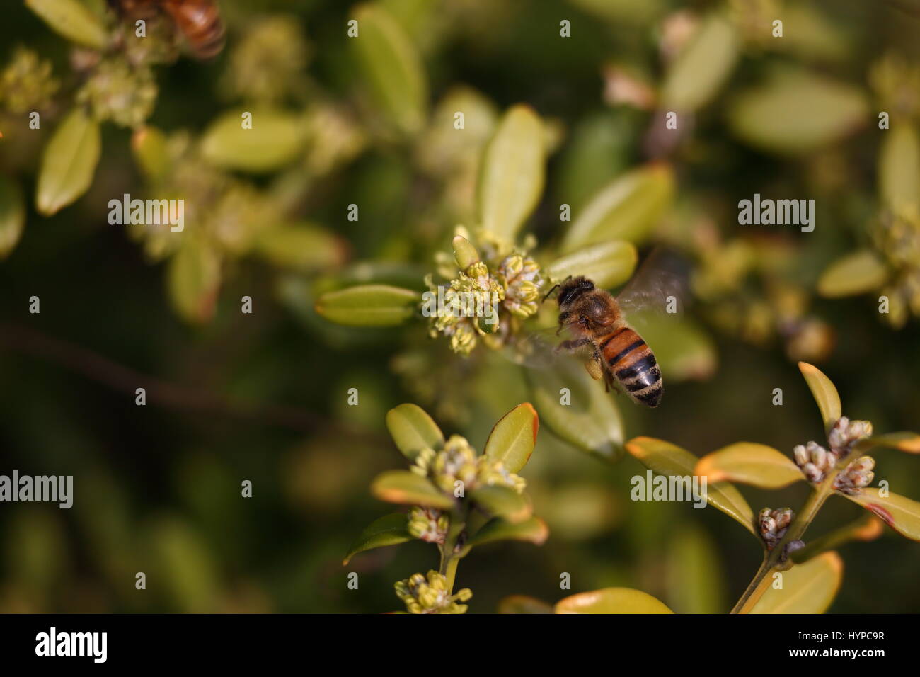 Il miele delle api e struttura di legno di bosso Foto Stock