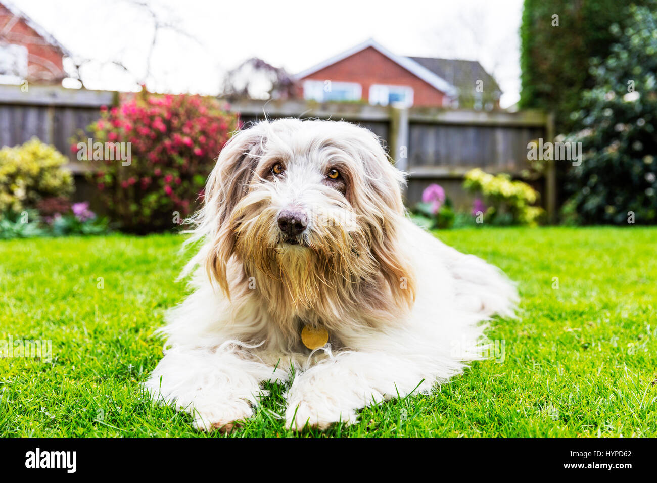Barbuto collie cane su erba barbuto collies cani che stabilisce su erba REGNO UNITO Foto Stock