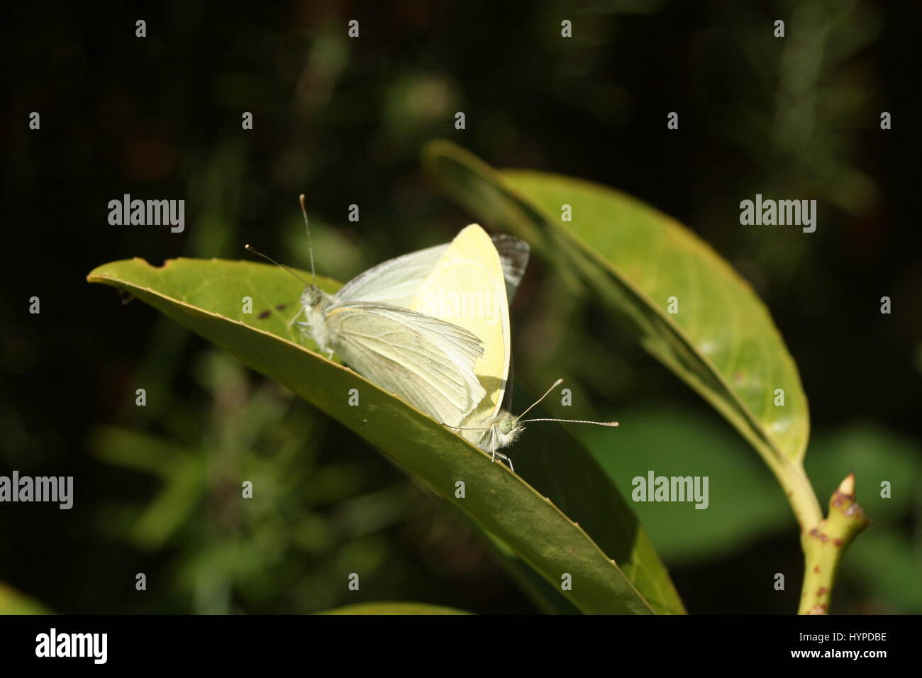 Farfalle bianco coniugata Foto Stock