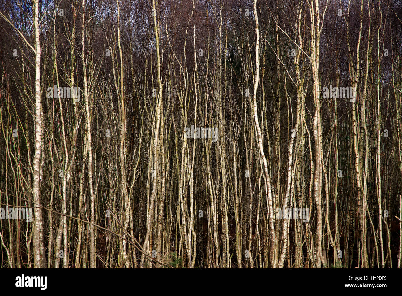 I fitti boschi di argento di betulle, Betula pendula, Suffolk Sandlings AONB, Suffolk, Inghilterra, Regno Unito Foto Stock