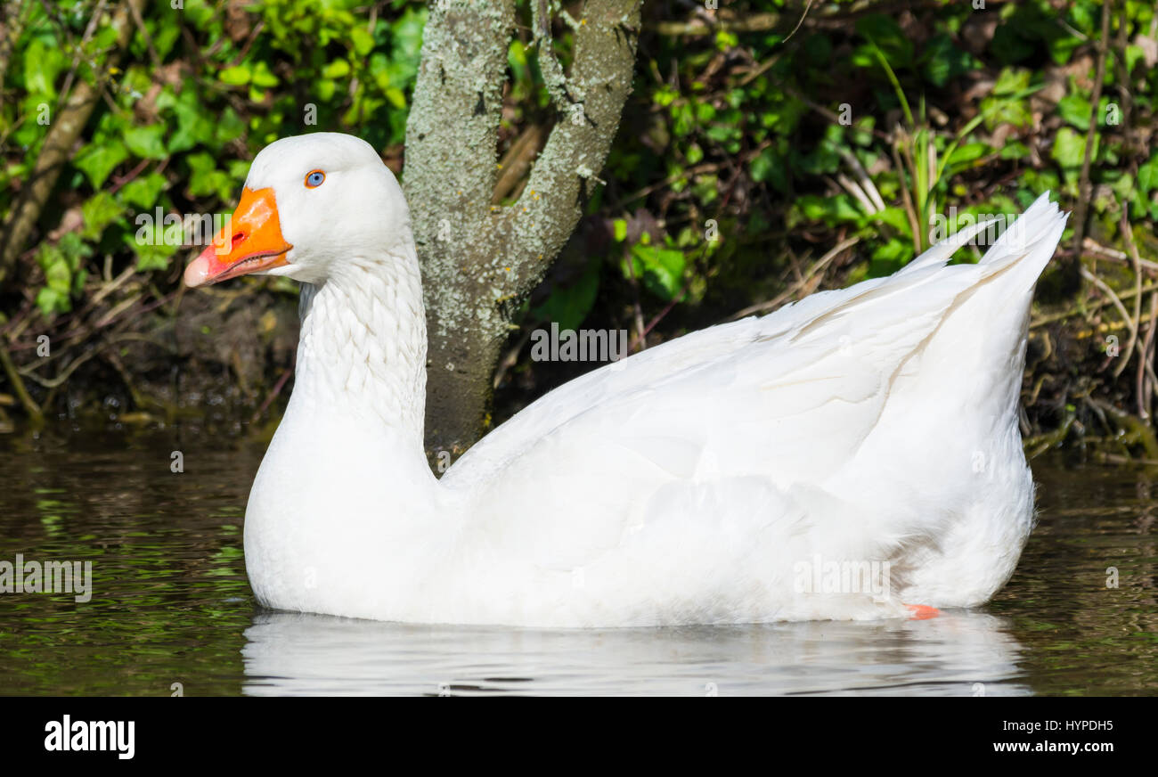 Bianco oca Embden (Anser anser domesticus) galleggiante su un lago in primavera nel sud dell'Inghilterra, Regno Unito. Foto Stock