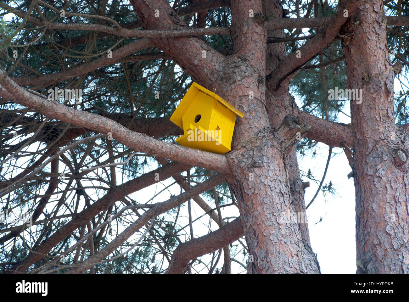 Birdhouse appeso da albero.bel giallo birdhouse impiccagione di un albero nel giardino. Foto Stock
