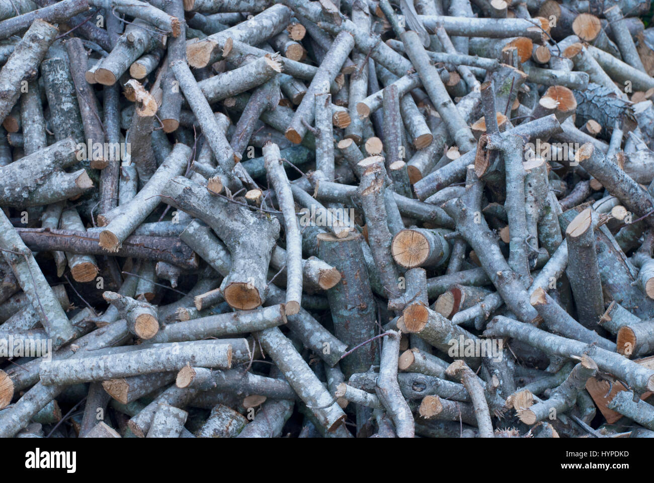 Catasta di legna da ardere.impilate di legno per essere bruciato Foto Stock