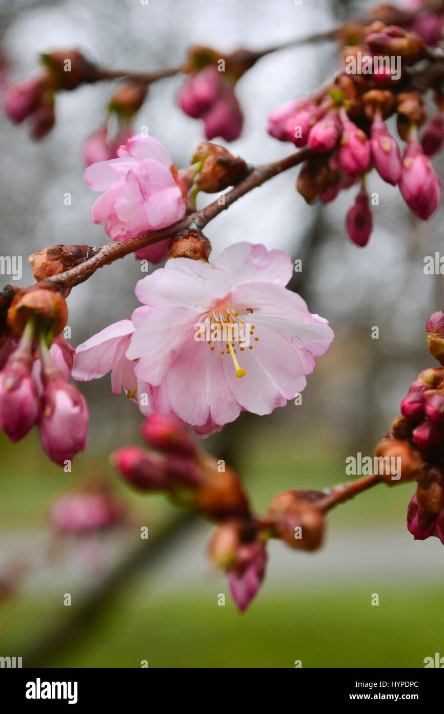 Fiore di Ciliegio fiori isolati su un albero folle con tonalità di colori terra in soft focus in background. Foto Stock