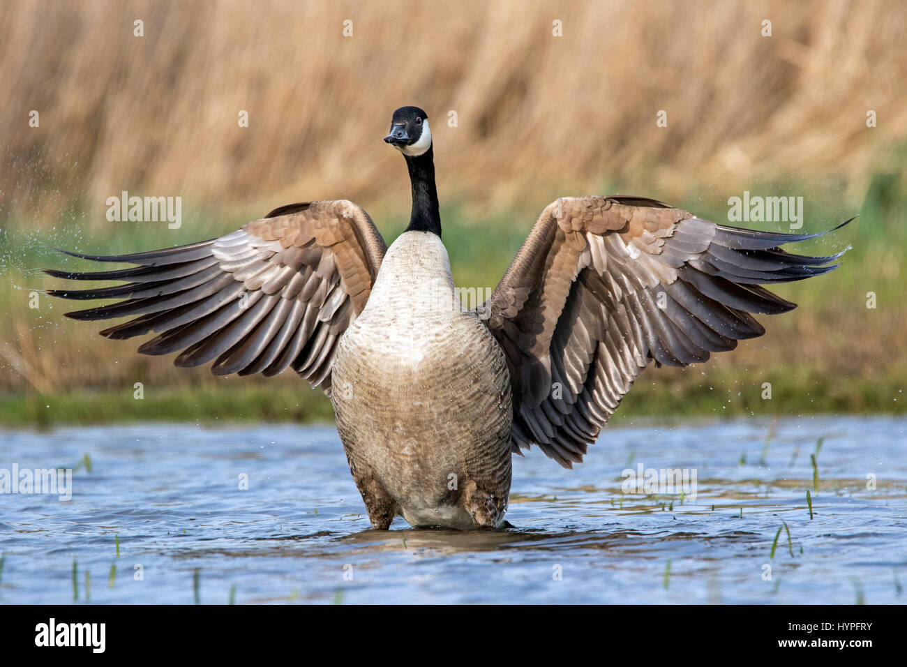 Canada goose (Branta canadensis) sbattimento ali in stagno Foto Stock