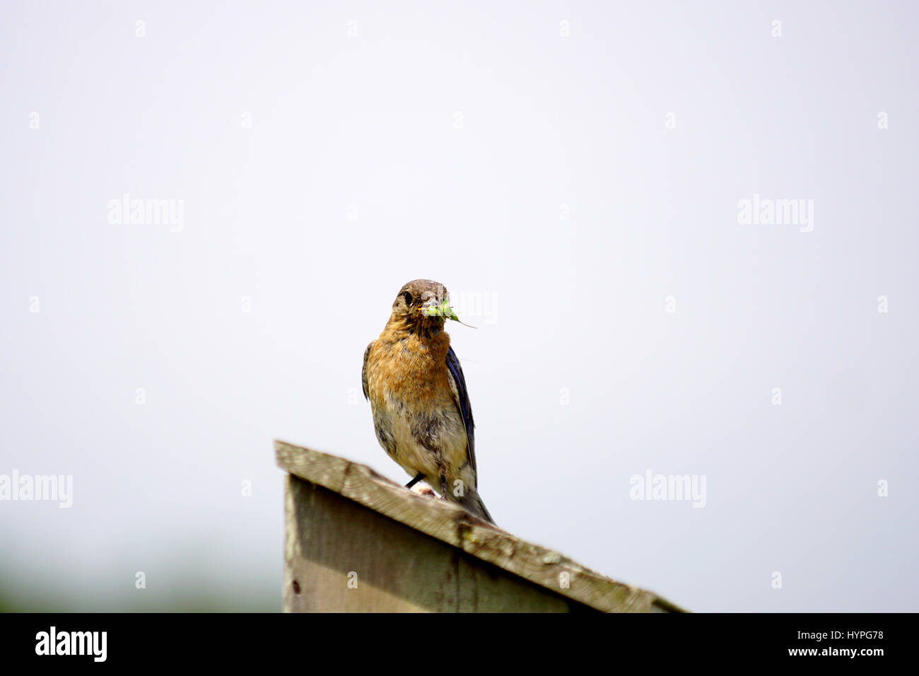 Coppia di Bluebirds orientale volare al nido per nutrire i loro giovani con una varietà di insetti Foto Stock