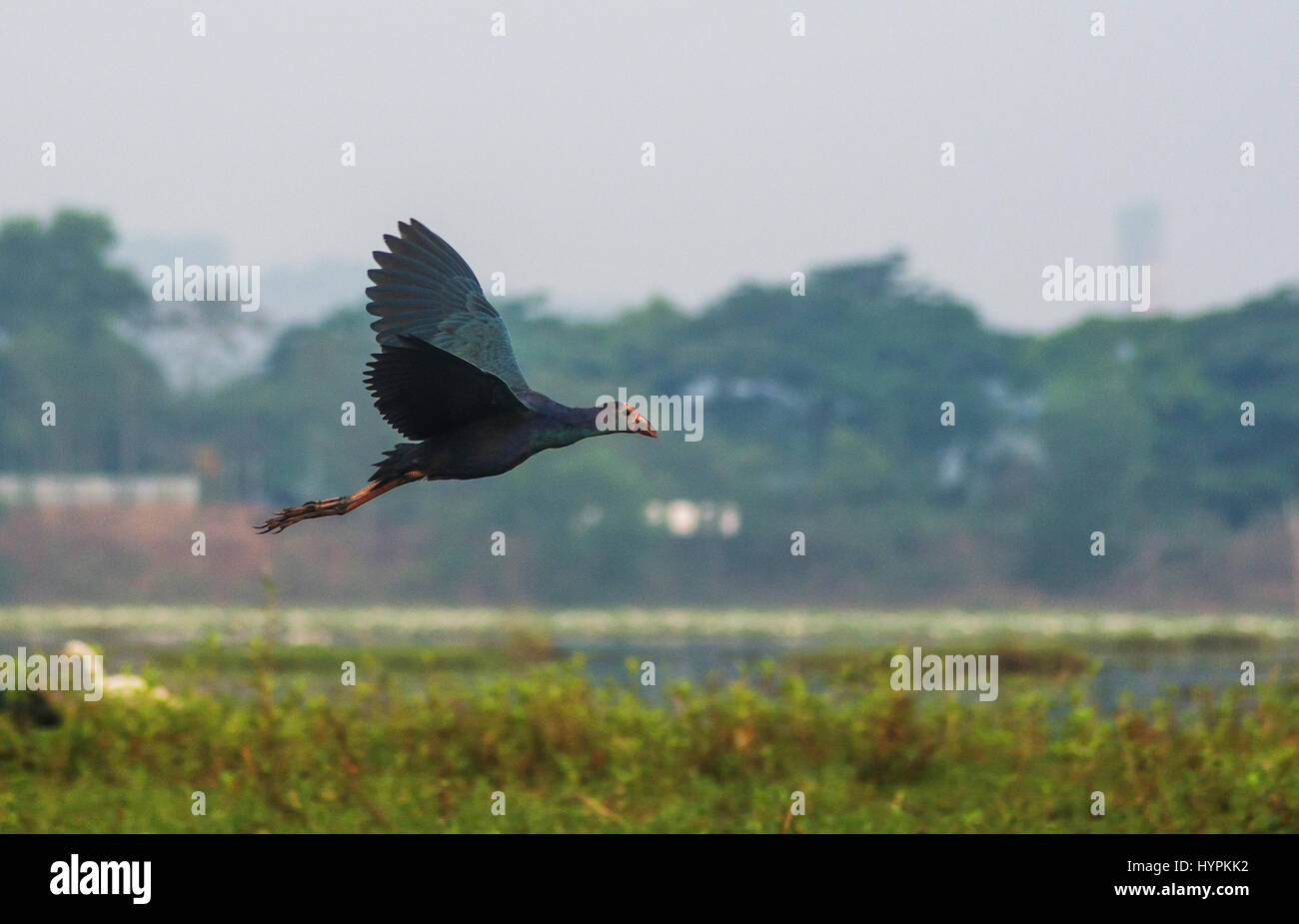 Flying Purple Swamphen su risaie cercando diritto posto a terra Foto Stock