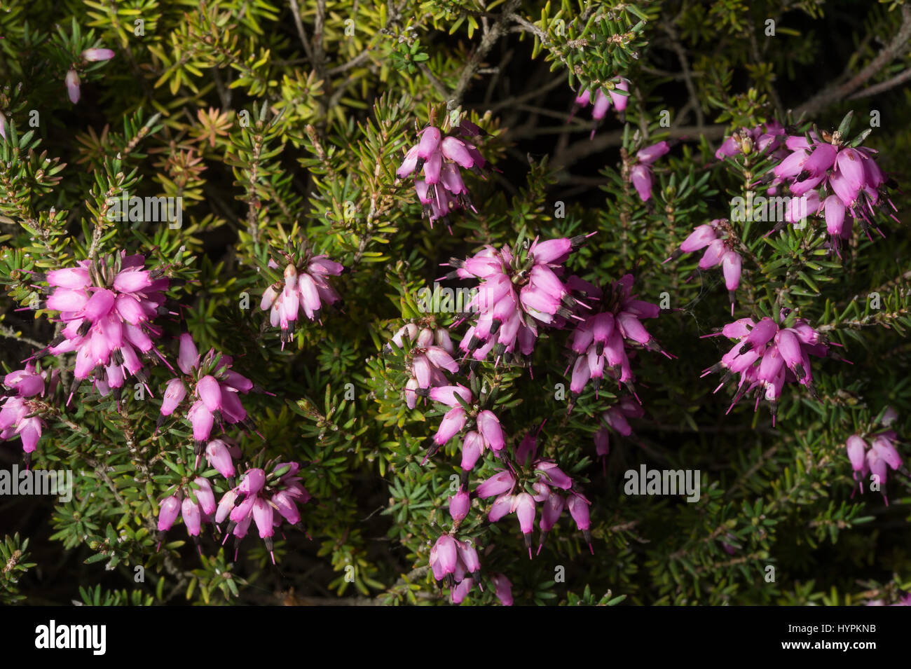 Hebe traversii, Scrophularieceae, Nuova Zelanda Foto Stock