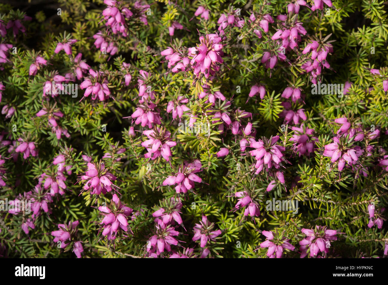 Hebe traversii, Scrophularieceae, Nuova Zelanda Foto Stock