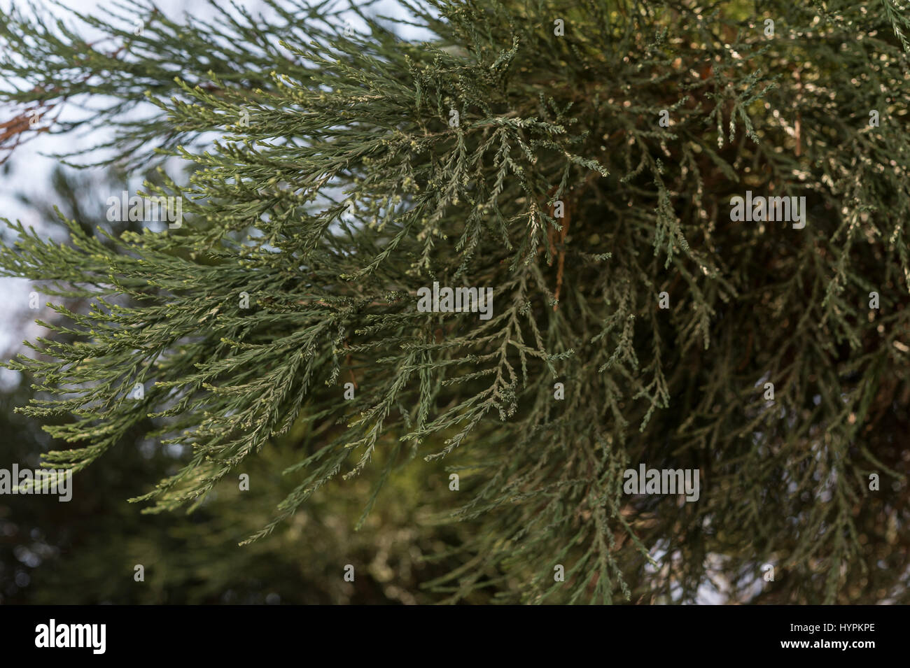 Sequoia gigante, Sequoiadendron giganteum, Taxodiaceae, California, Stati Uniti d'America Foto Stock