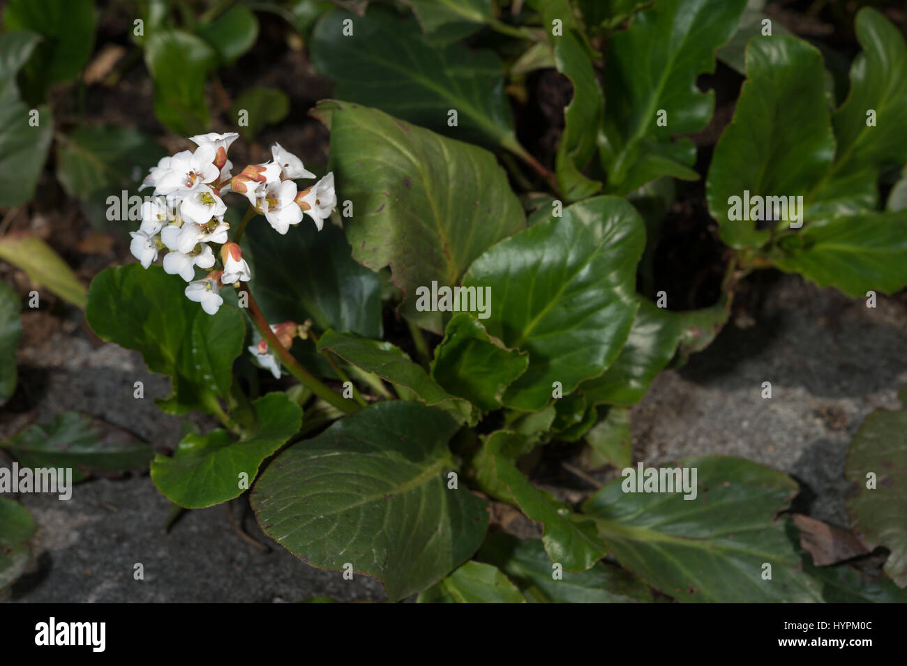 Elephant le orecchie, Bergenia 'Bressingham White', Saxifragaceae Foto Stock