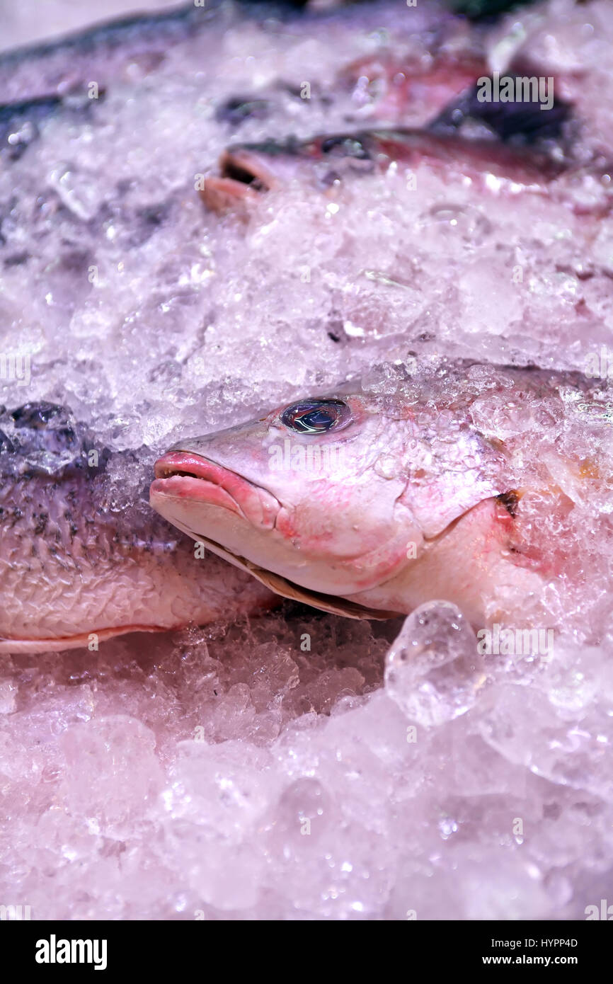 La freschezza del pesce di mare su ghiaccio closeup sul contatore al mercato Foto Stock