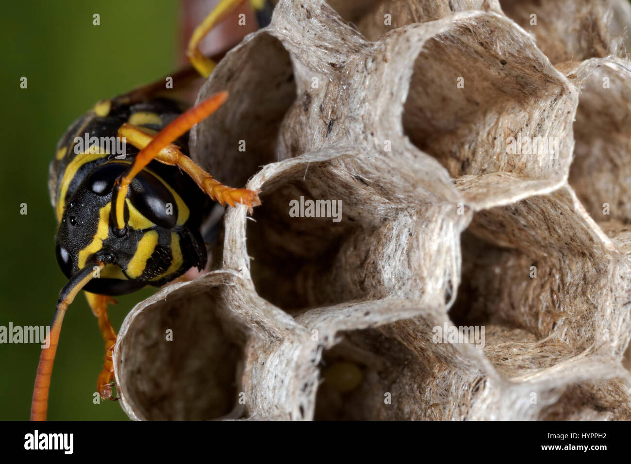 Carta wasp costruire il nido Foto Stock