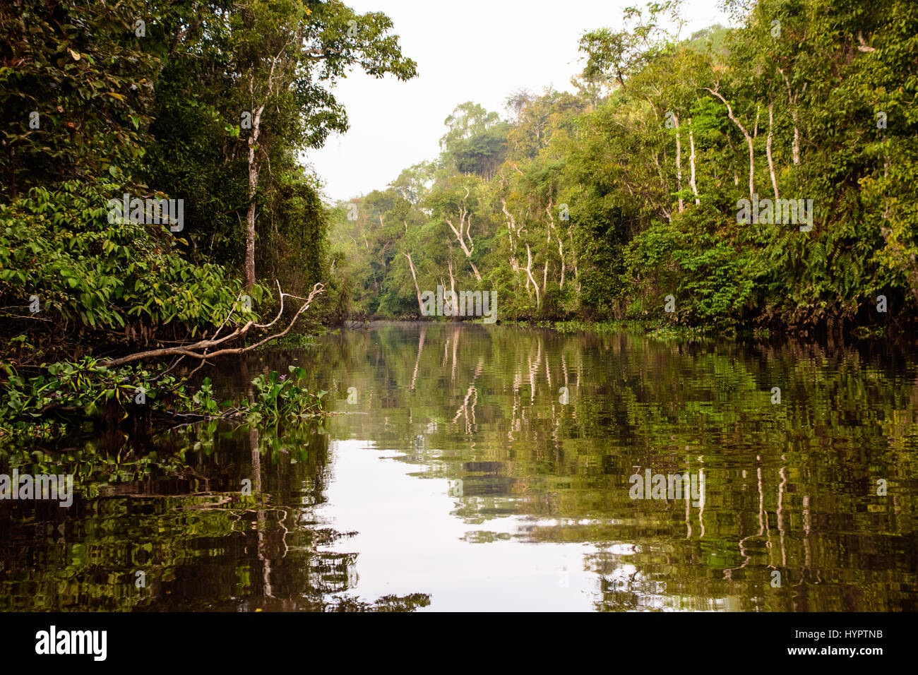 Tranquillità sul fiume Kinbatangan nell isola del Borneo Foto Stock