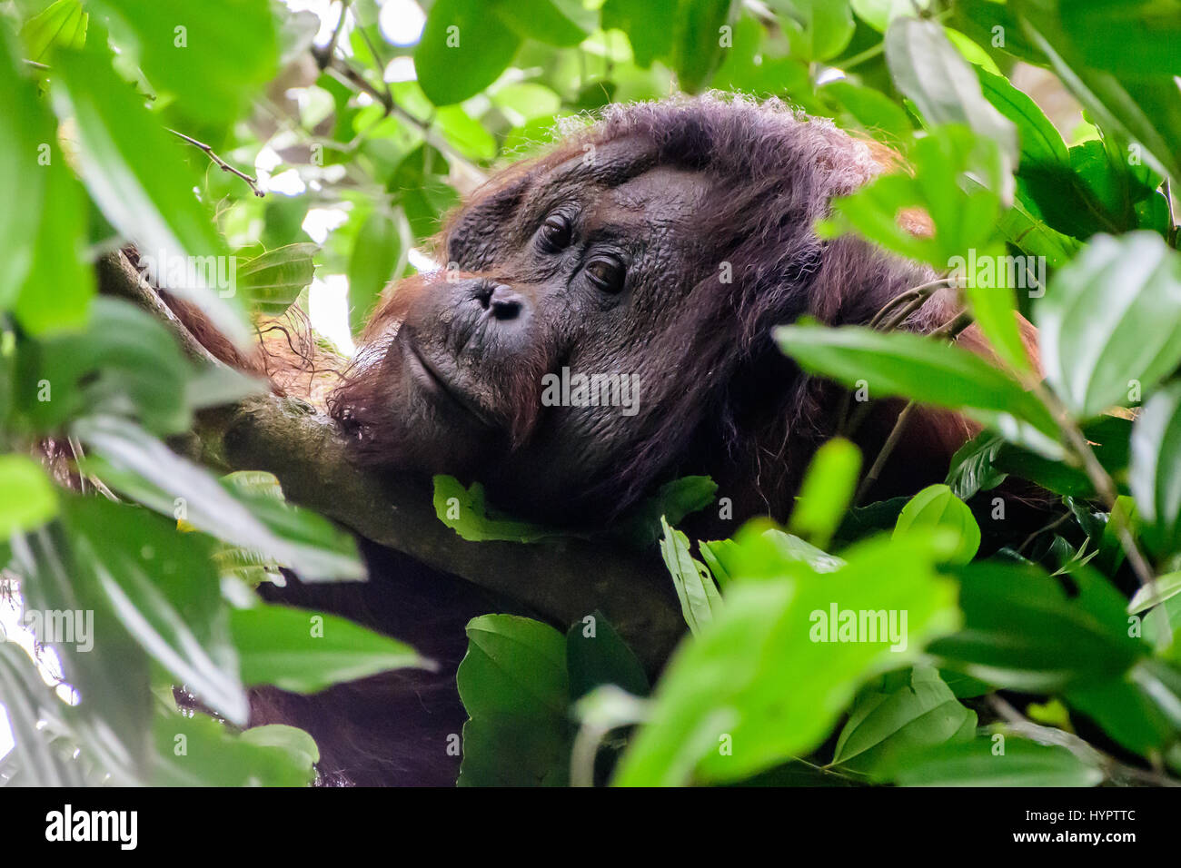 Colpo alla testa di flangiatura maschio Orangutan Foto Stock