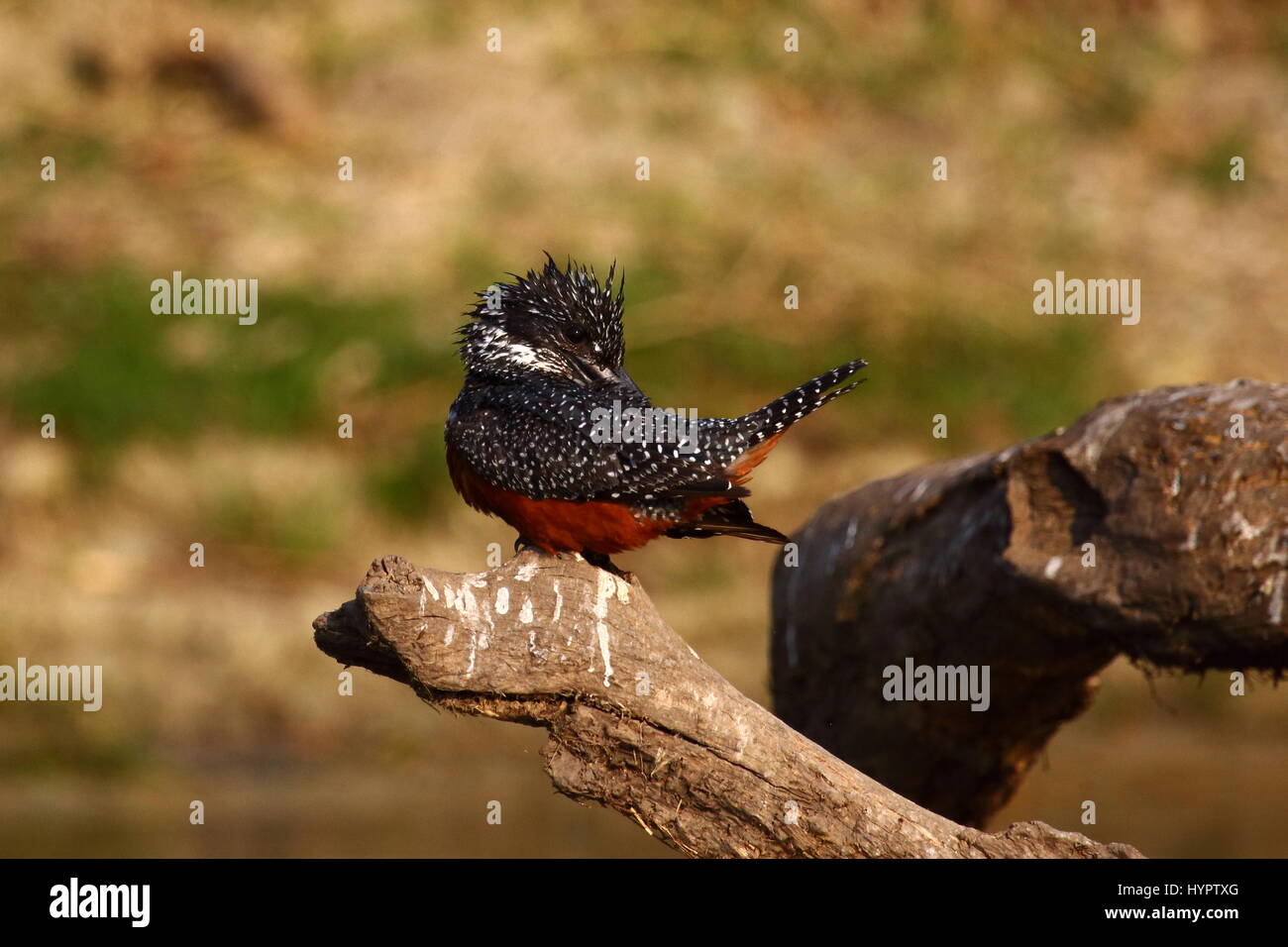 Giant Kingfisher Magaceryle maxima, Shire River, Liwonde National Park, Malawi, Africa centrale Foto Stock