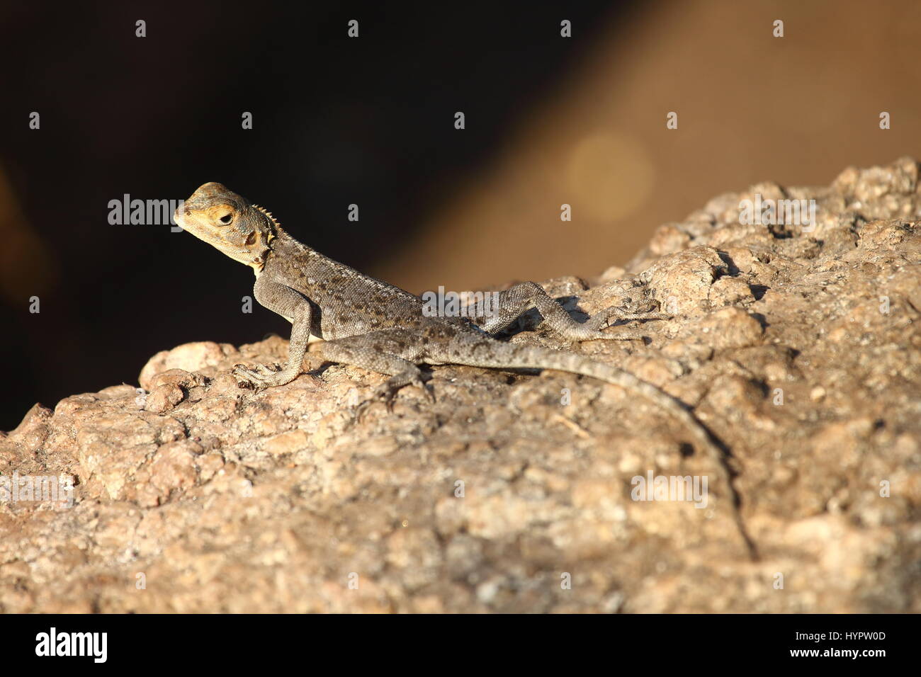 Kirk Rock Agama Agama kirkii Lago Malawi Cape McClear, Malawi, Africa centrale Foto Stock