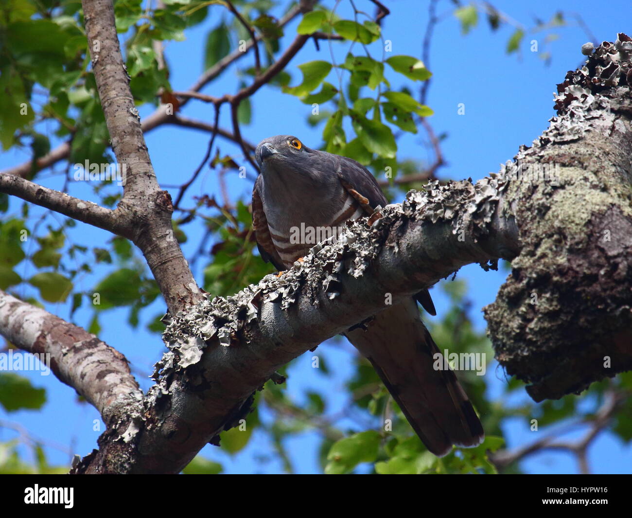 Africa Falco cuculo Aviceda cocculoides nel bosco di miombo, Zambia, Africa Foto Stock