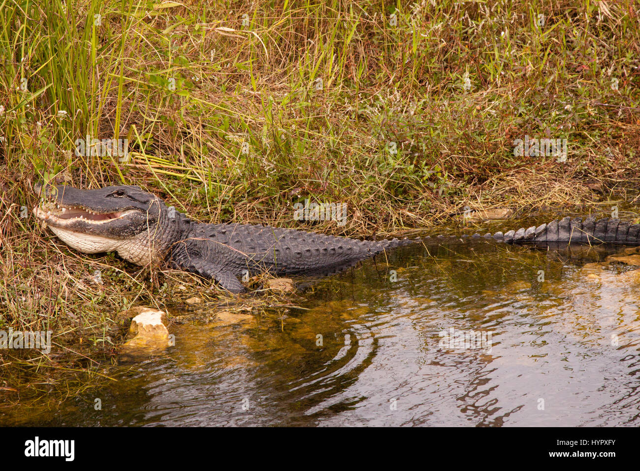 Alligatore con la bocca aperta in Everglades National Park Foto Stock