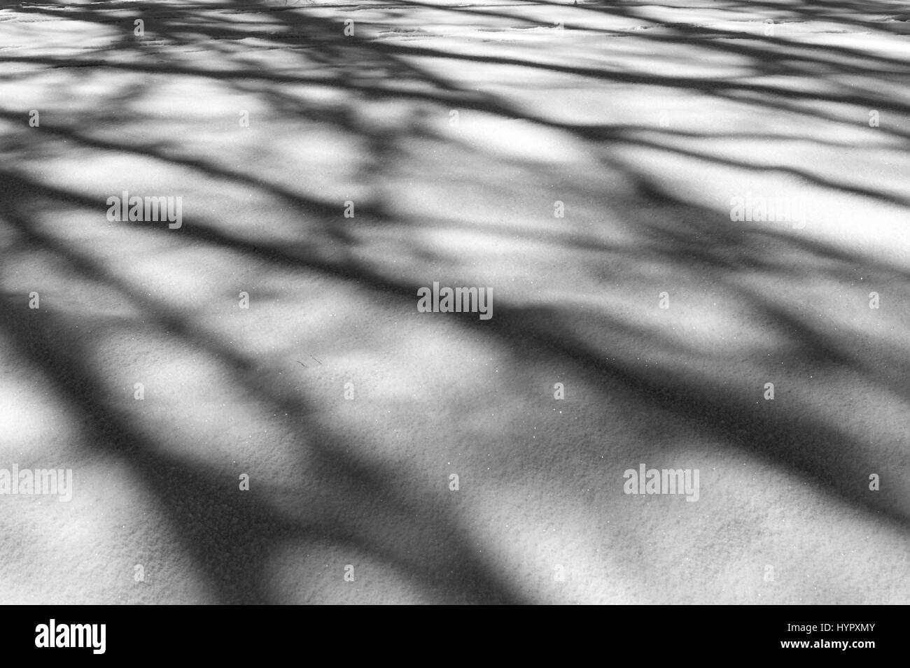 Black & White immagine di alberi che creano astratti modelli di ombra sulla neve fresca Foto Stock