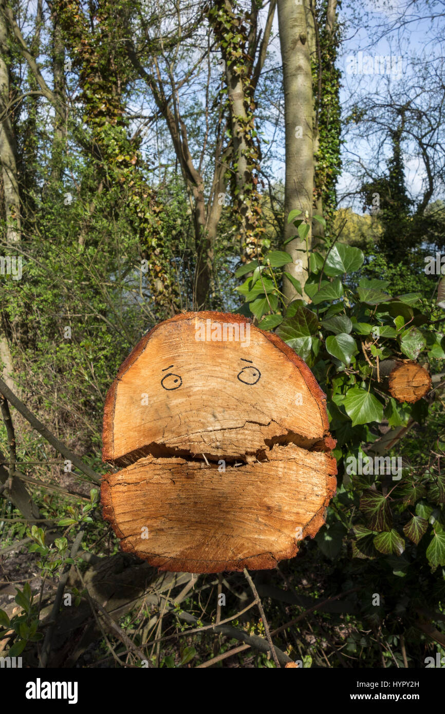 Occhi disegnati su Fresh cut albero tronco per sembrare divertente volto Foto Stock