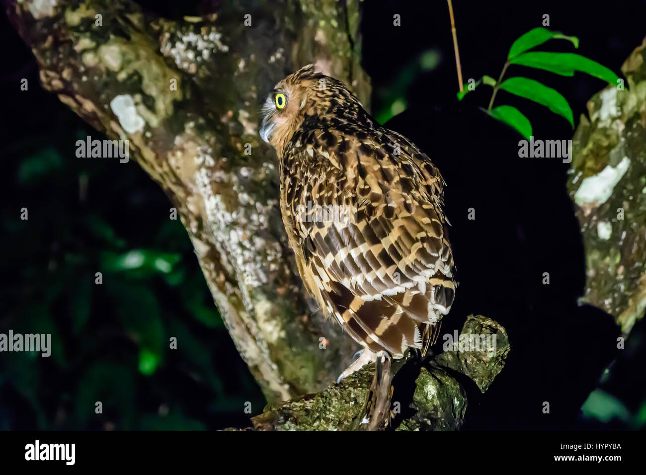 Buffy pesce civetta a pesca di notte Foto Stock