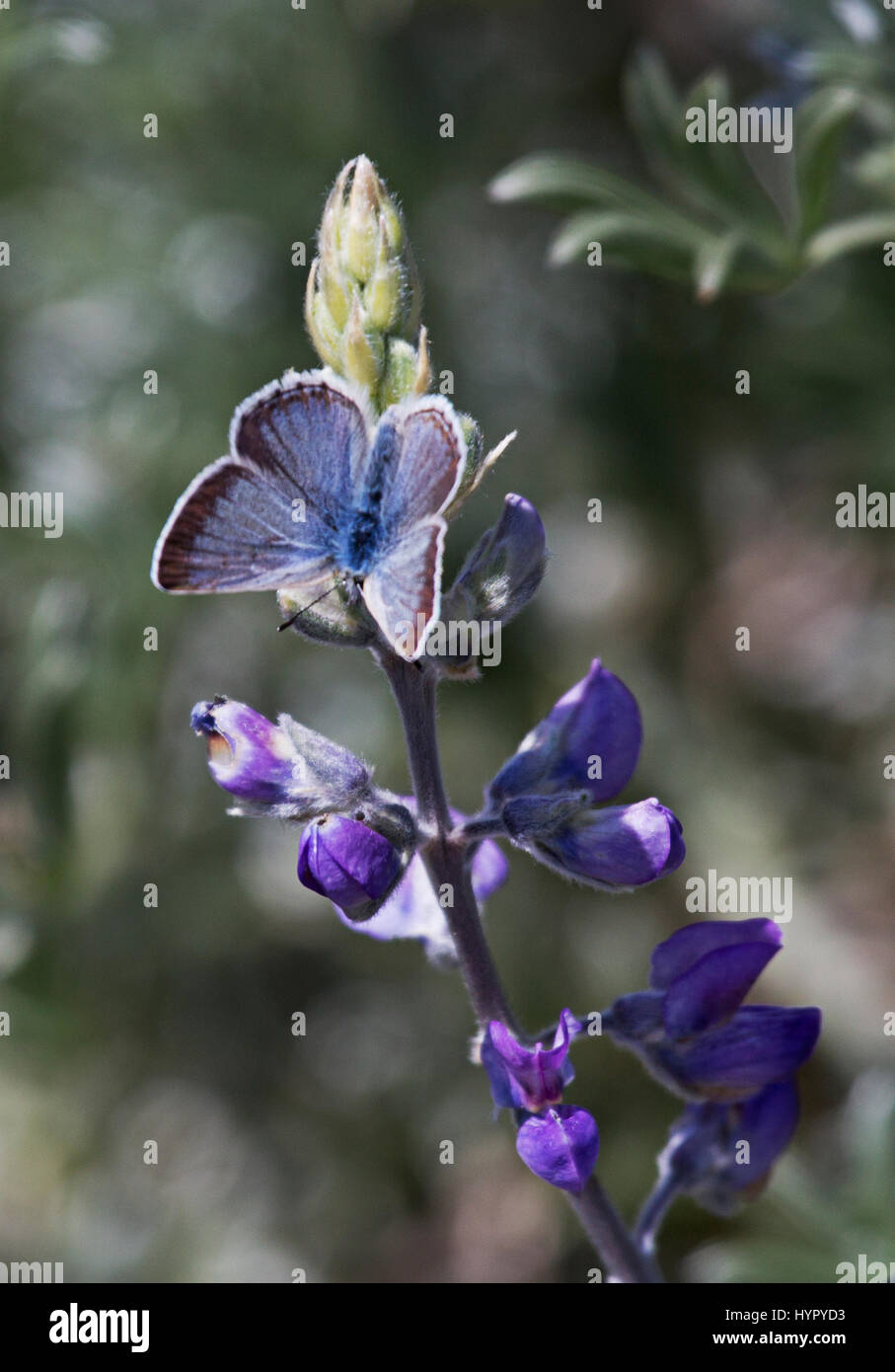 Farfalla blu argentea (Glaucopsyche lygdamus) che alimenta i fiori di Lupin Foto Stock