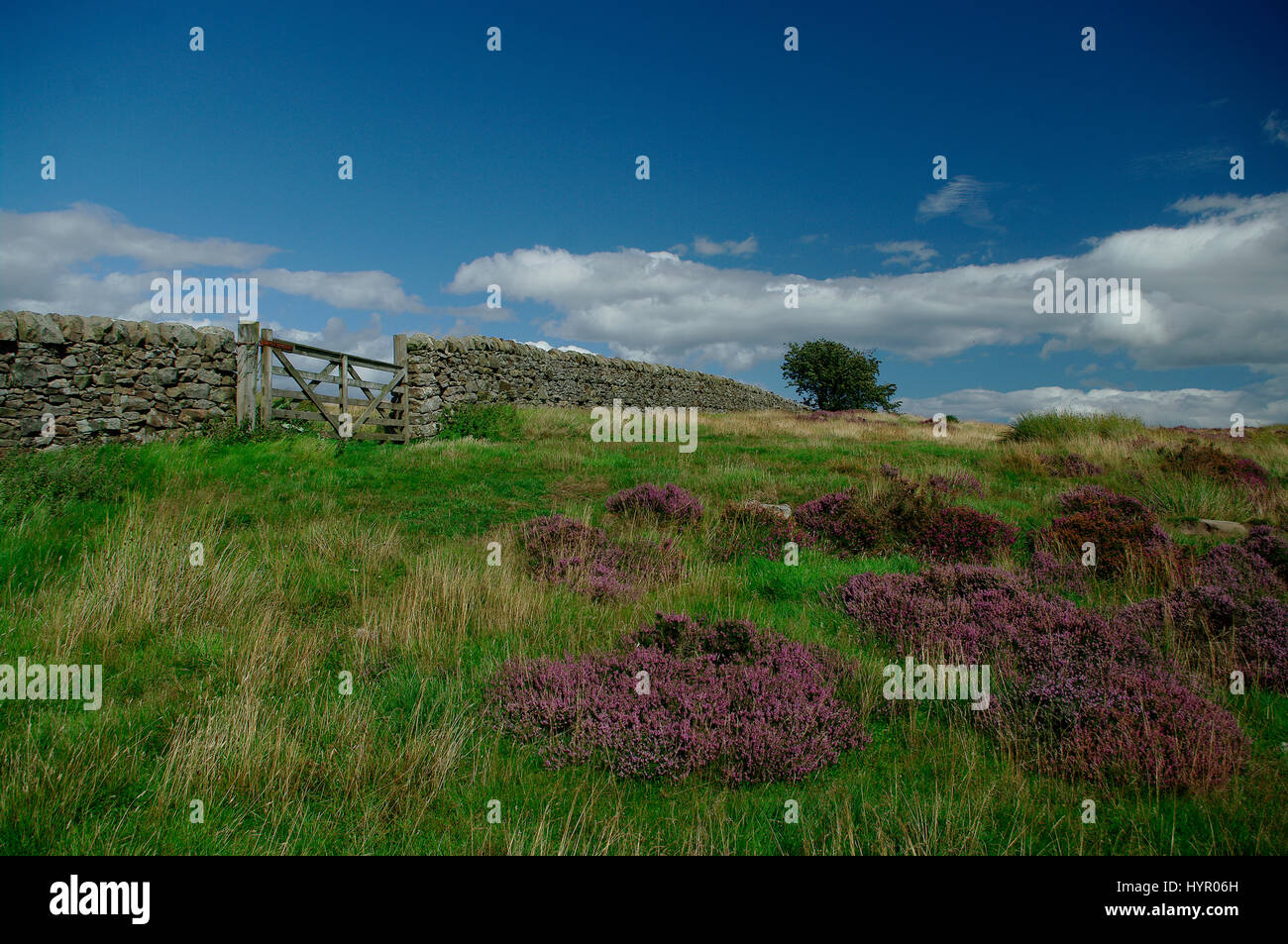 Heather Moor presso Holburn, Northumberland Foto Stock