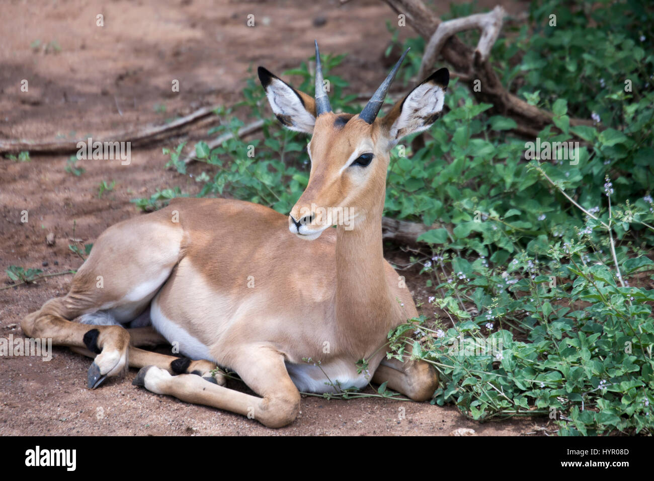 Youngmale impala giacente sul terreno nel lago Manyara National Park, Tanzania Africa. Foto Stock