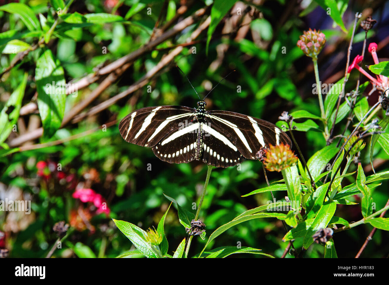 Zebra butterfly si diffonde le sue ali in un giardino della Florida. Foto Stock