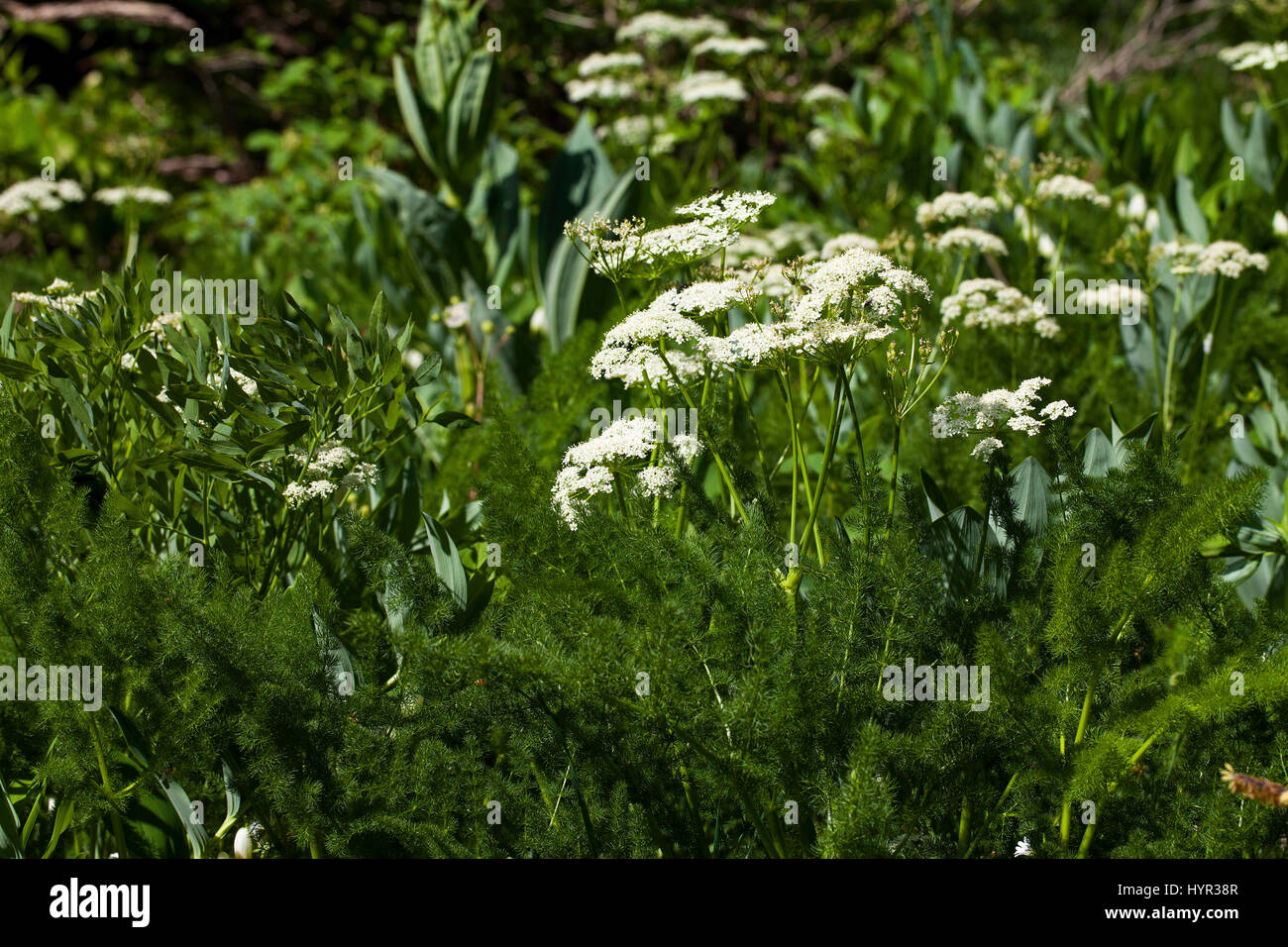 Spignel Meum athamanticum in prato alpino Hauts Plateaux Vercors riserva Parco Naturale Regionale del Vercors Francia Foto Stock