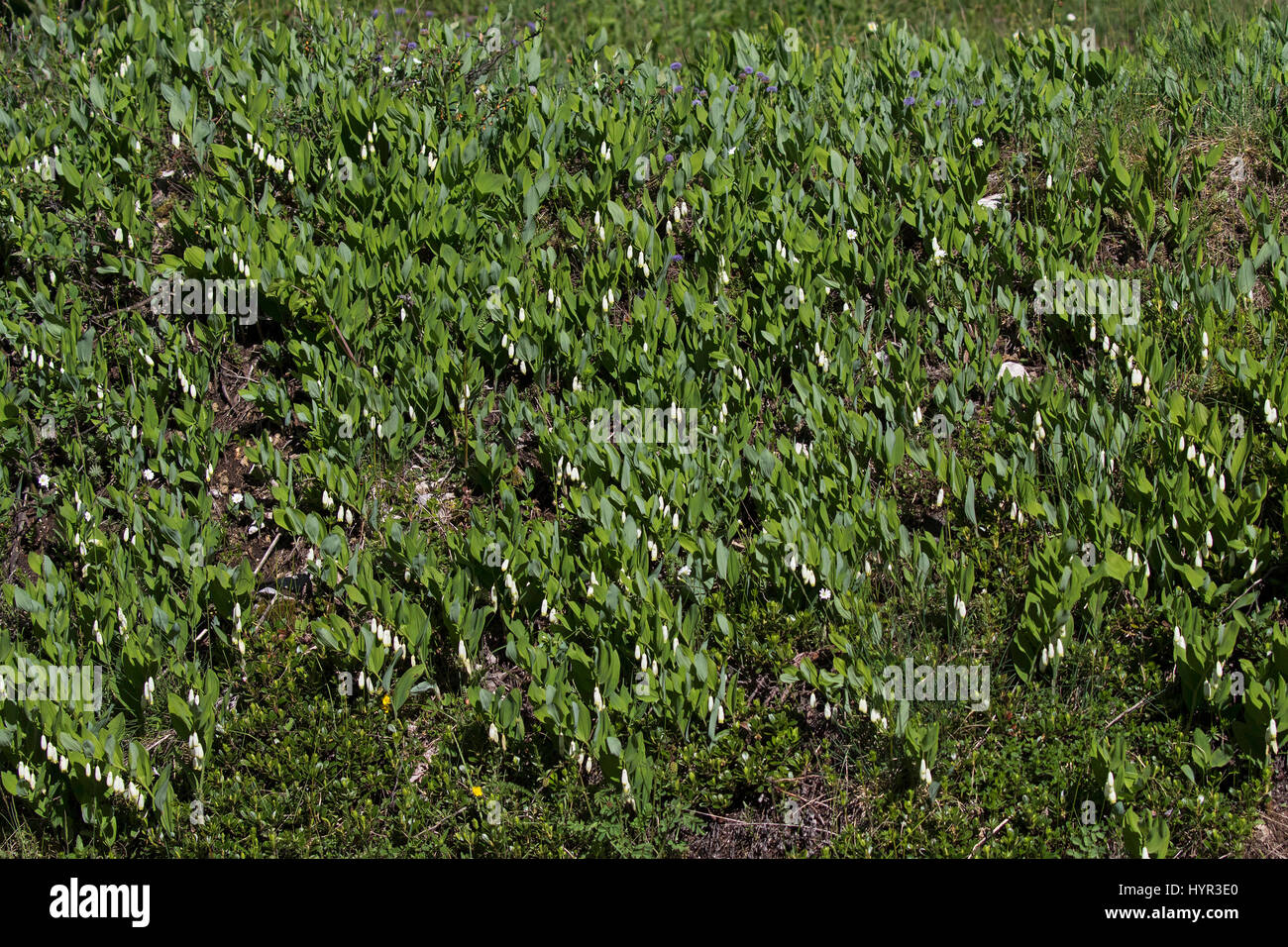 Salomone angolare del sigillo Polygonatum odoratum Haut Plateau Vercors riserva Parco Naturale del Vercors Francia, giugno 2016 Foto Stock