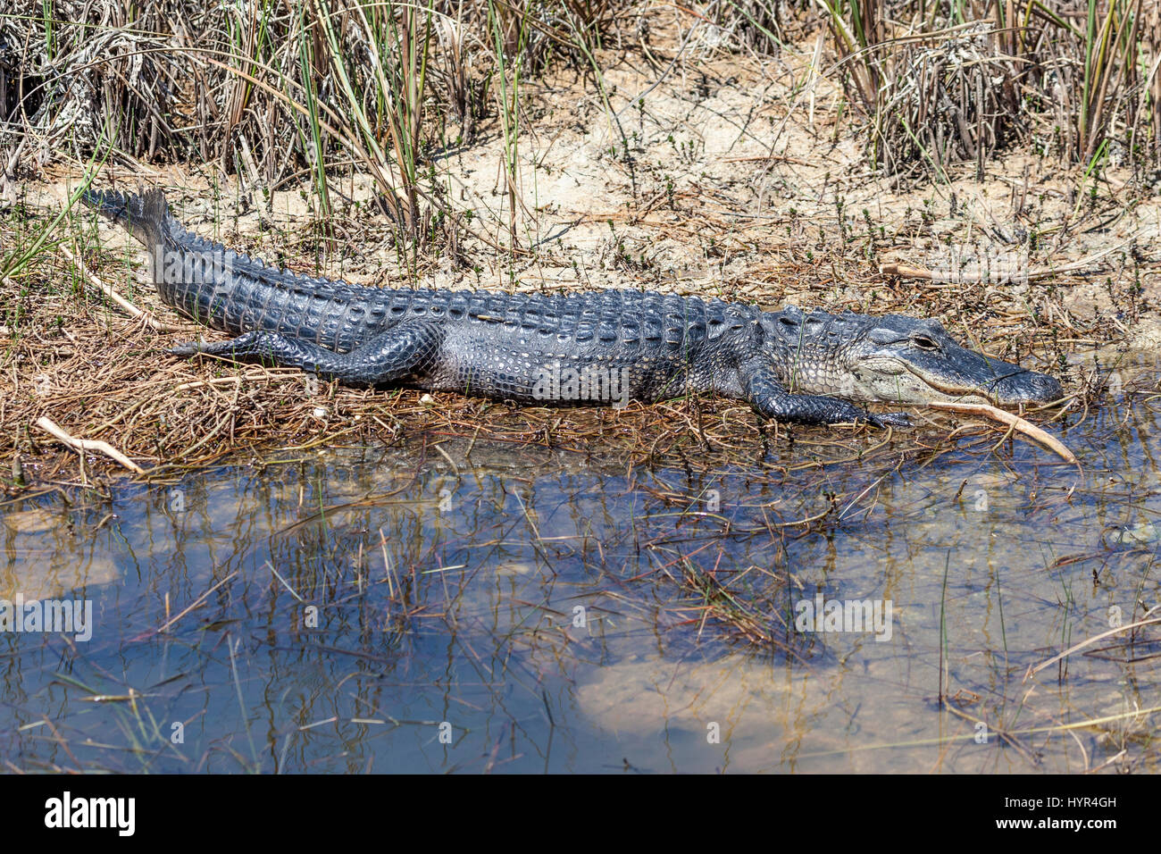 Grande coccodrillo americano nel parco nazionale delle Everglades. Florida, Stati Uniti Foto Stock