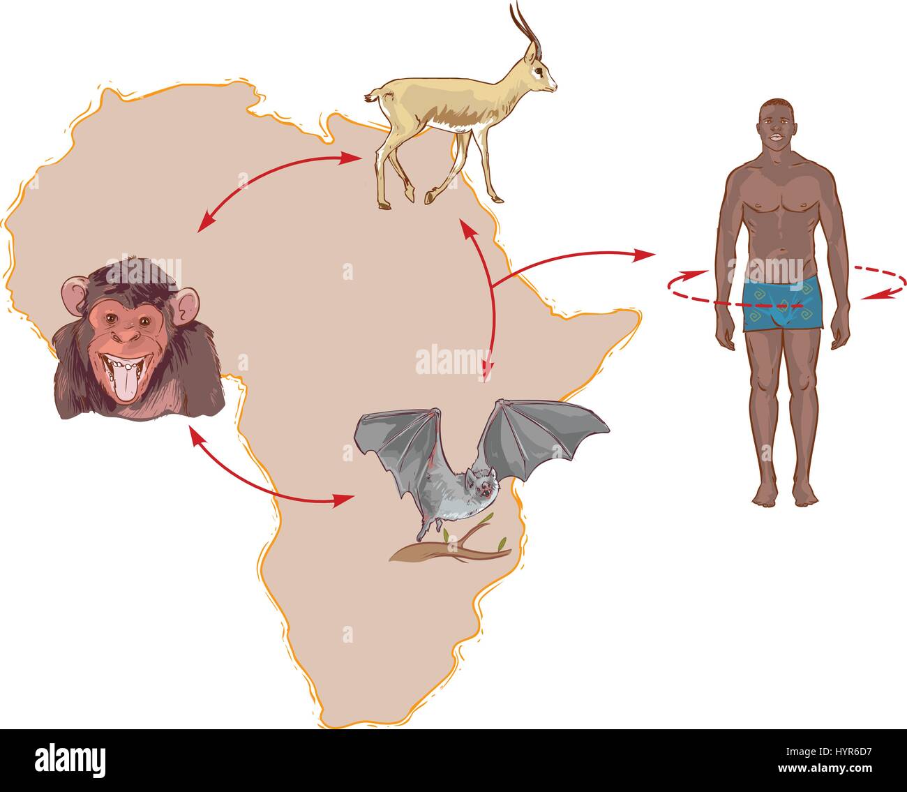 Illustrazione virus ebola pratica nella natura e il modo di trasmissione agli esseri umani Illustrazione Vettoriale
