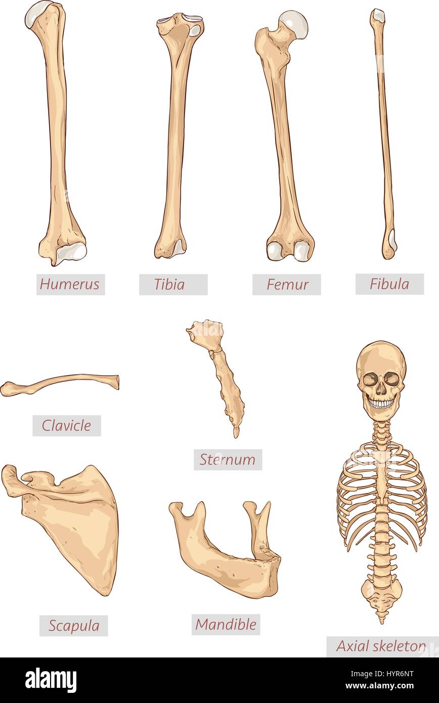 Omero,tibia,femore,fibula,clavicola,sterno,scapola,mandibola,dello scheletro assiale dettagliate illustrazioni mediche .latino di termini medici. isolato su un bianco b Illustrazione Vettoriale