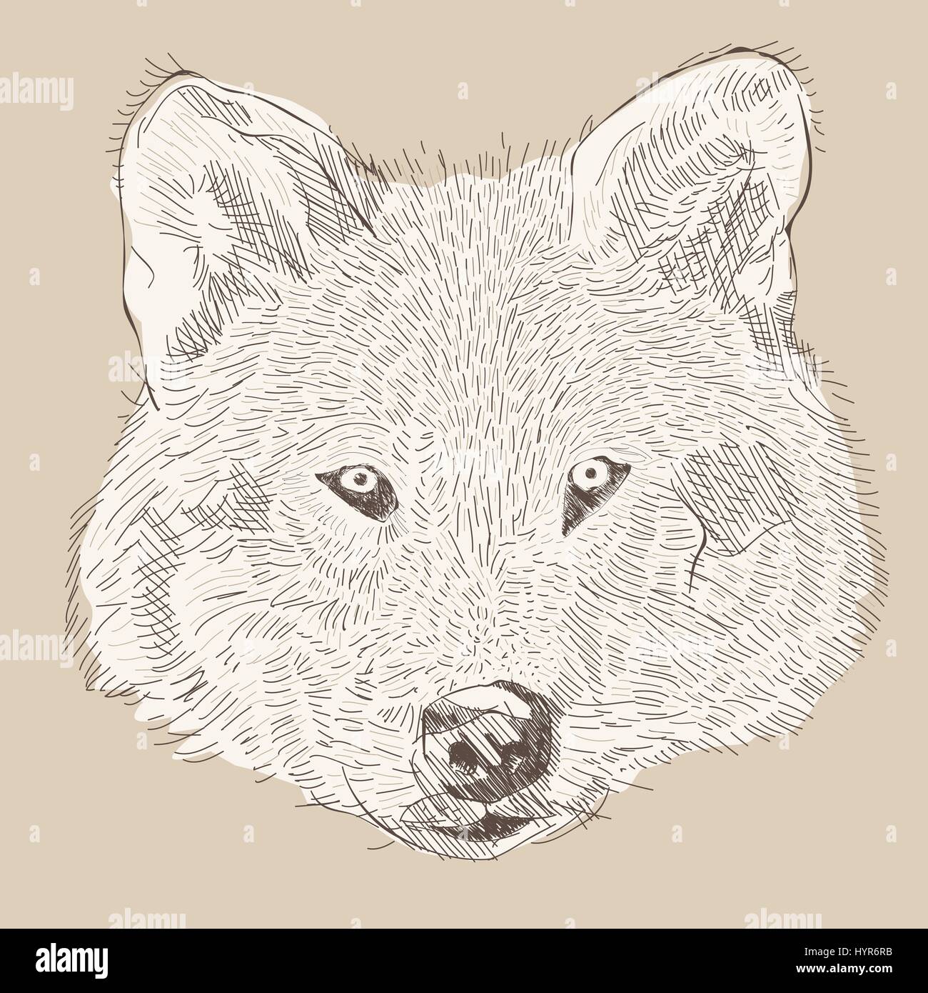 Incisione di vettore di stile del disegno a mano testa di lupo Illustrazione Vettoriale