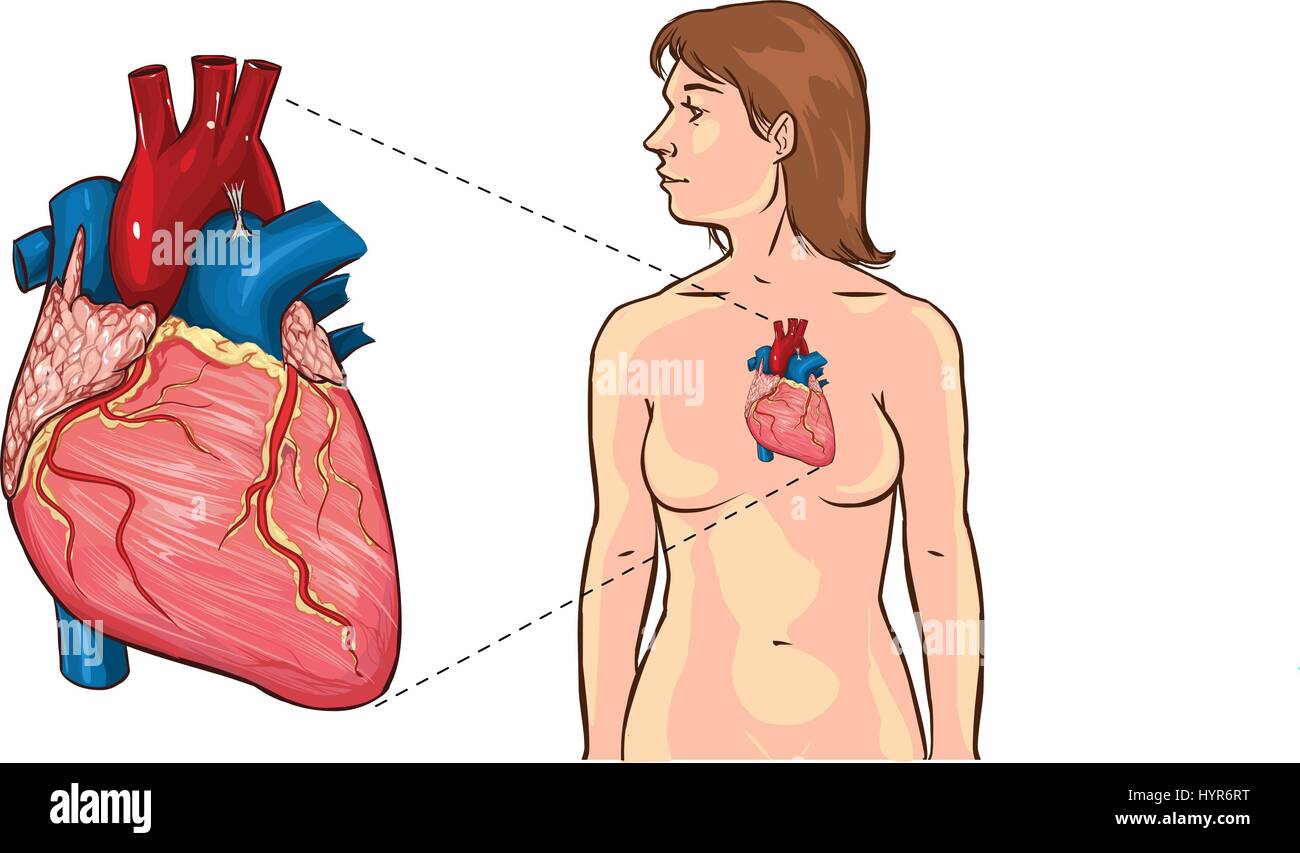 Cuore umano vettore dettagliate. anatomico di illustrazione vettoriale di un cuore umano. cuore umano vettore dettagliate. anatomico di illustrazione vettoriale di un cuore umano Illustrazione Vettoriale