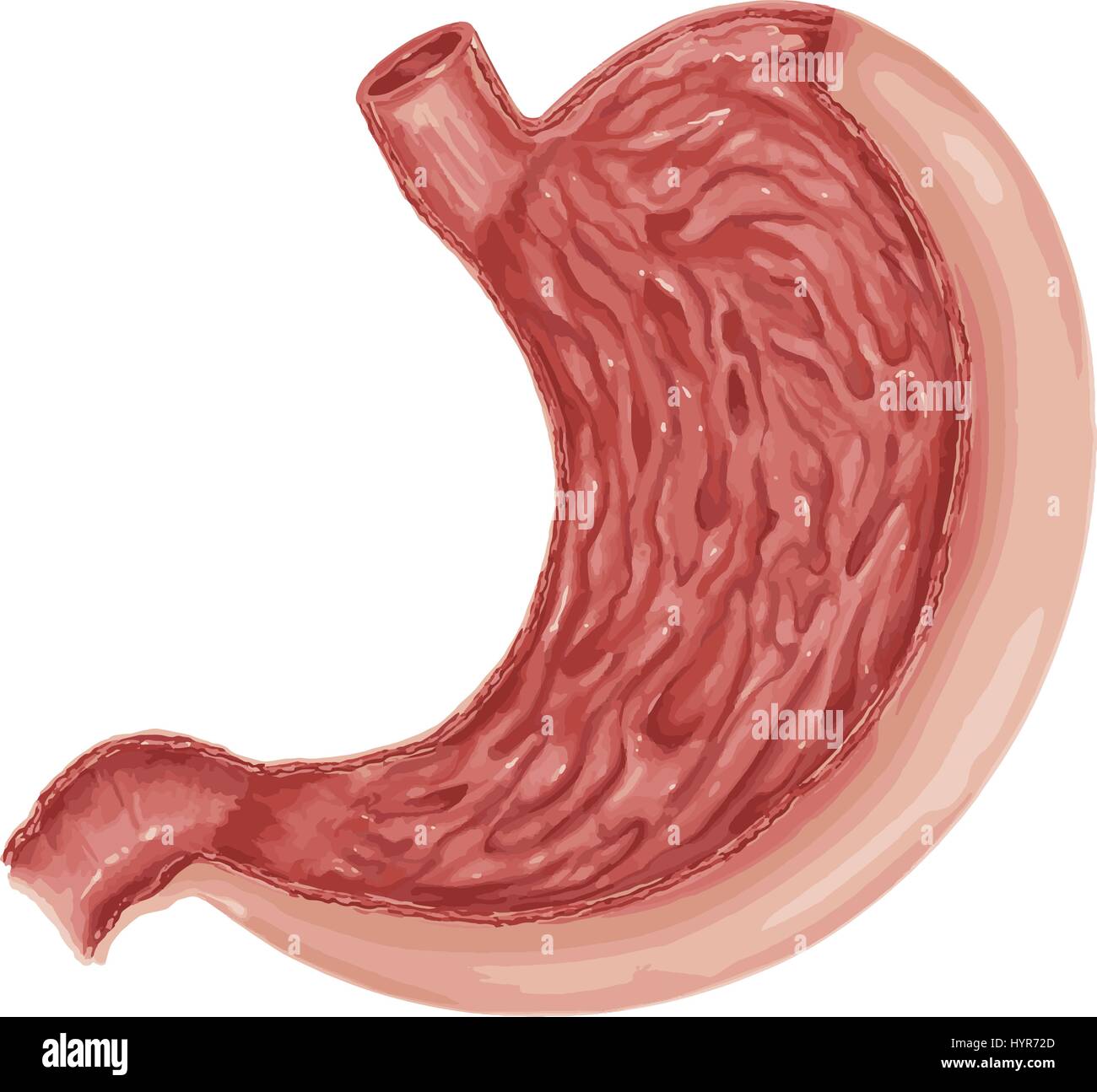 Illustrazione del diagramma di stomaco umano anatomia Illustrazione Vettoriale