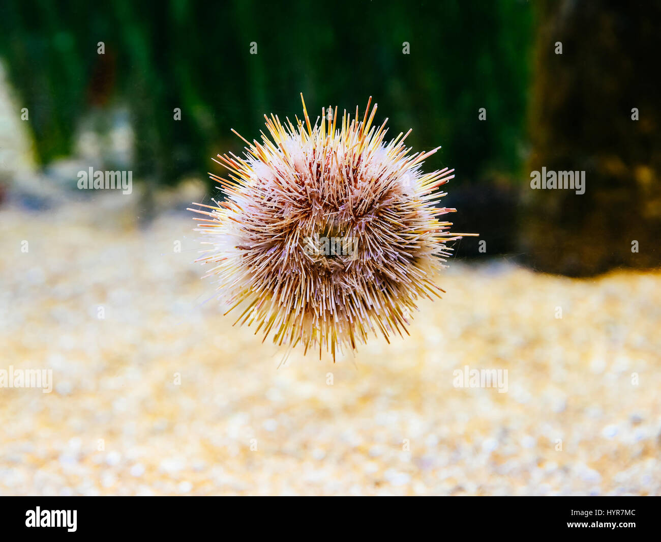 Melon ricci di mare in acquario Foto Stock