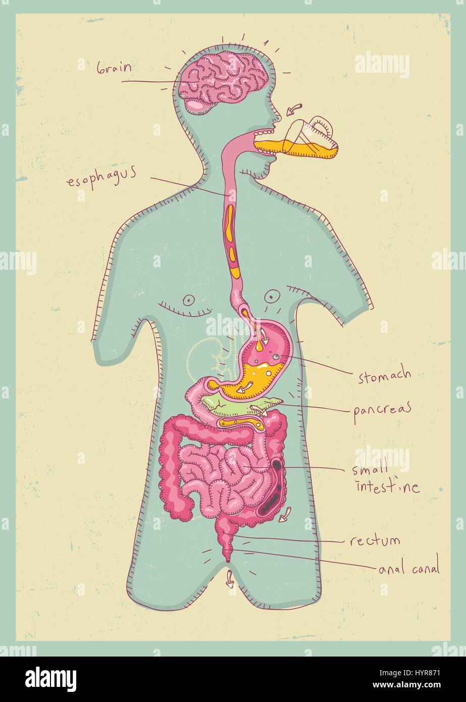 Illustrazione Vettoriale dell apparato digestivo umano per i bambini Illustrazione Vettoriale
