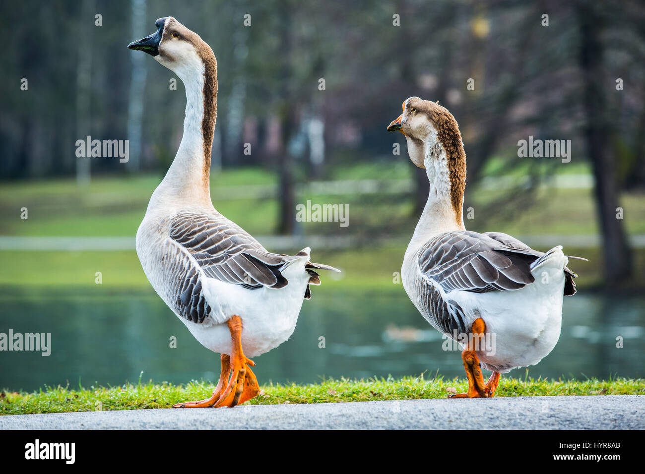 Coppia di cinese bianca oche, addomesticati razza di swan oche (Anser cygnoides) in un parco a piedi una riva di un laghetto. Le coppie litigano concetto. Foto Stock