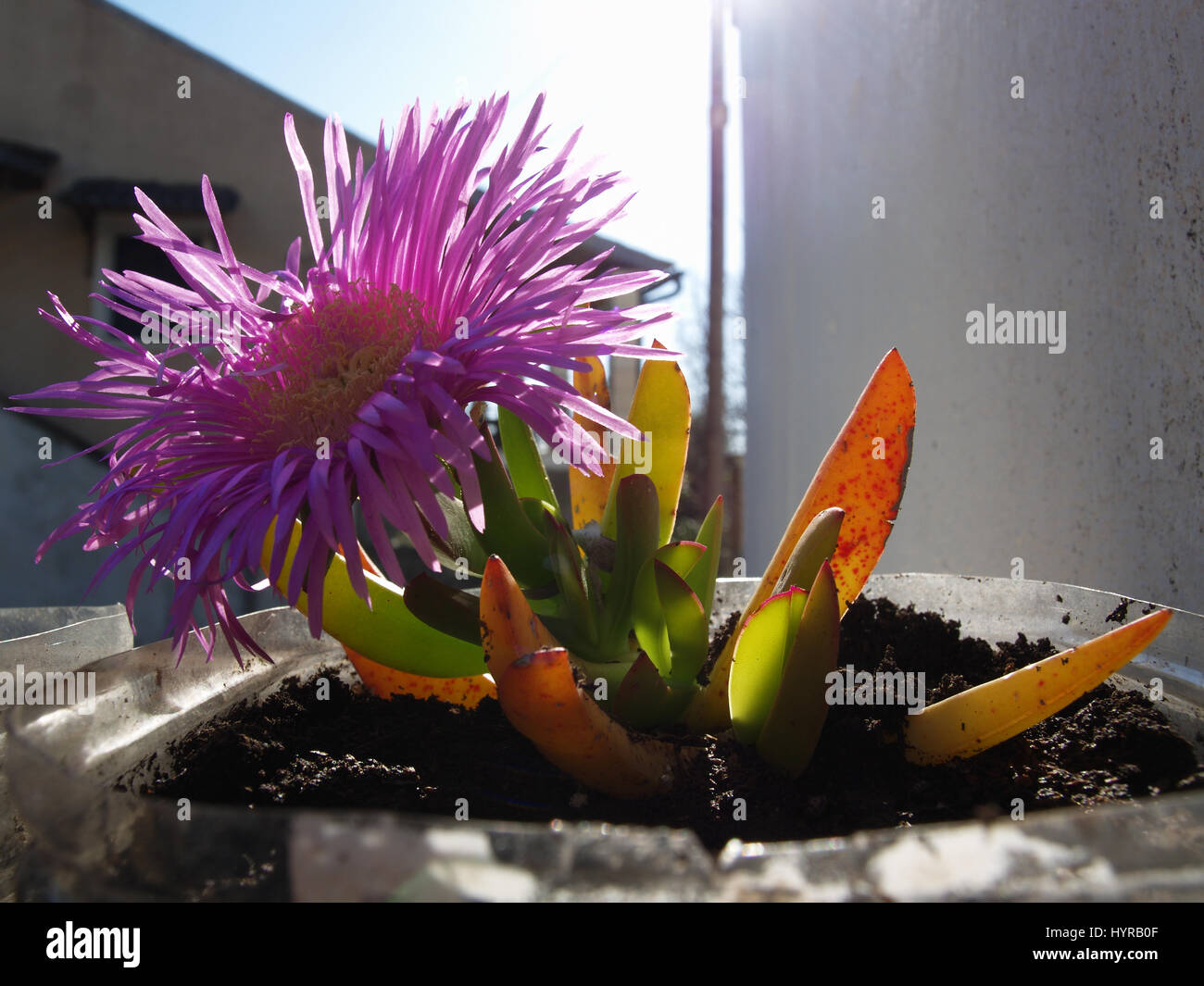 Impianto Carpobrotus cresce in contenitore in greco garden Foto Stock