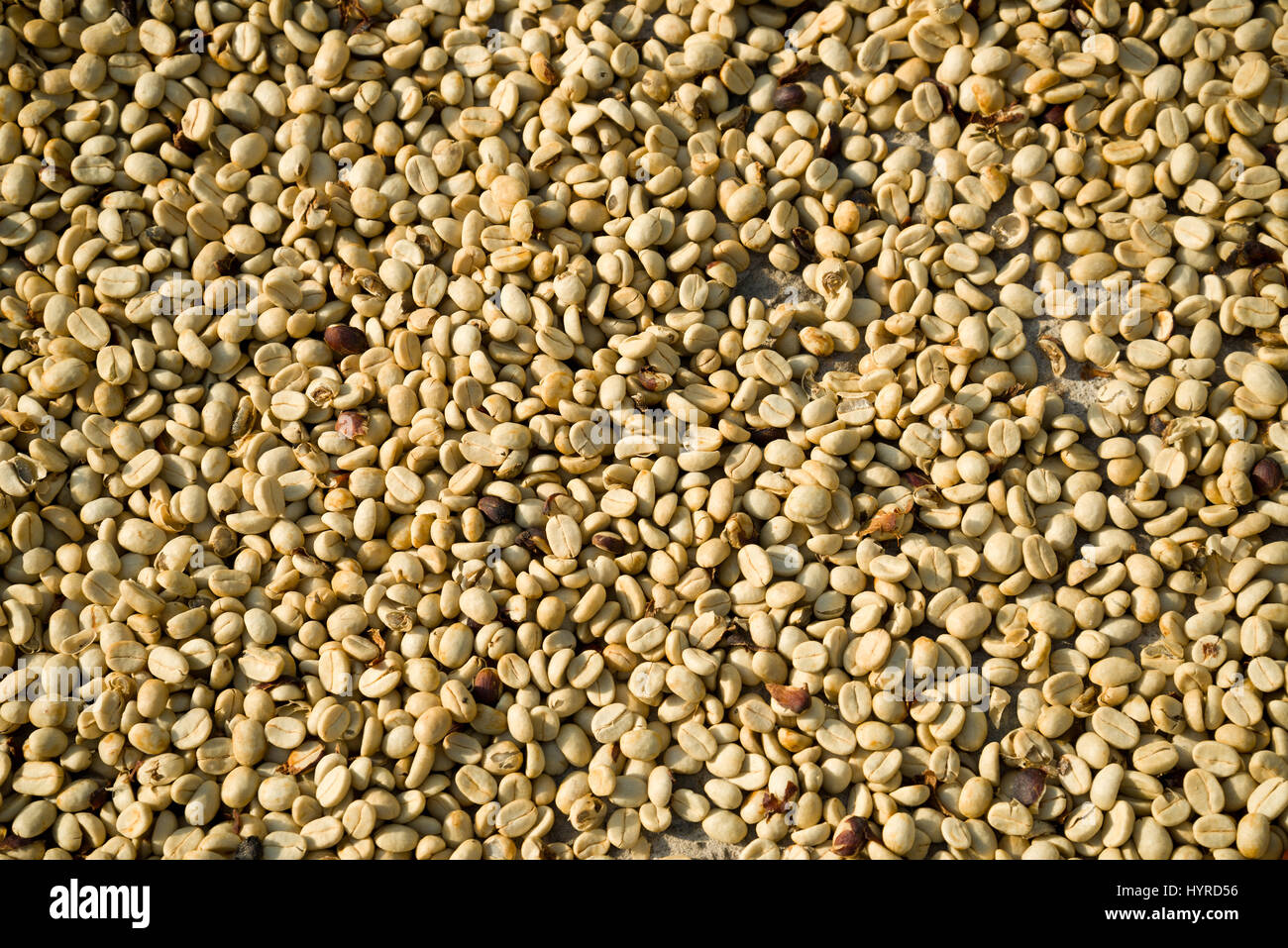 'Verde' chicchi di caffè di essiccazione al sole, prima della tostatura. Foto Stock