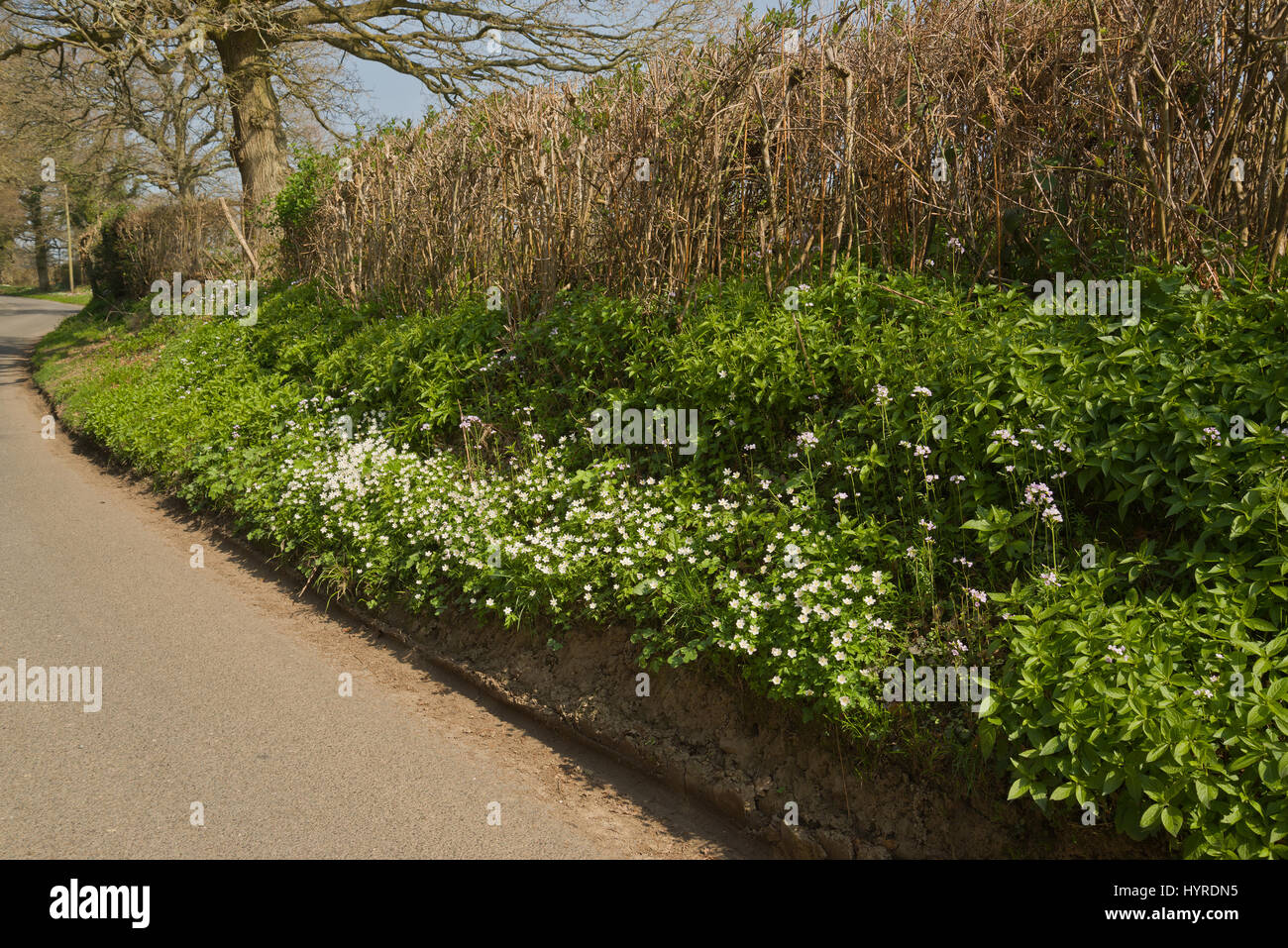 Anemoni di legno dal lato di un vicolo del paese in primavera. Foto Stock