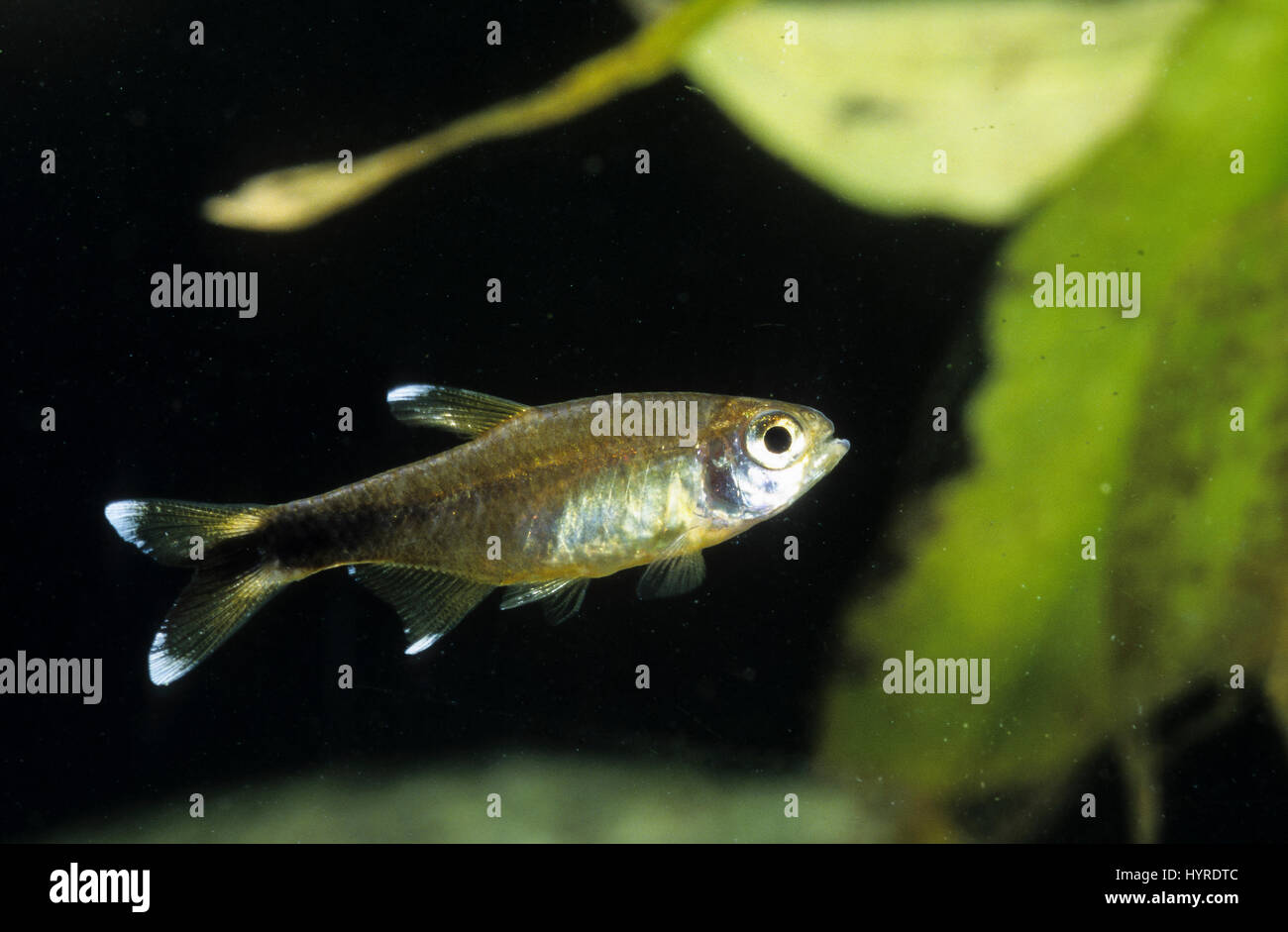 Kupfersalmler, Silberspitzensalmler, Hasemania nana, Tetragonopterus nanus, Hemigrammus nanus, Hasemania marginata, Silvertip tetra, Tétra cuivré Foto Stock